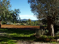Ibiza